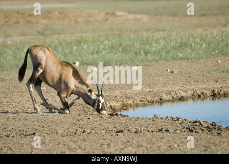 A young gemsbok / oryx drinks from a waterhole in the southern Kalahari desert Stock Photo