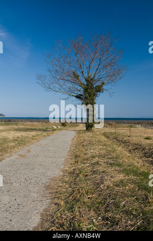 Path leading down to a tree by the sea. Stock Photo