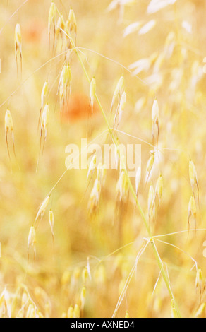 Close up of ripe Cultivated oat or Avena sativa in field with Common poppies or Papaver rhoeas in background Stock Photo