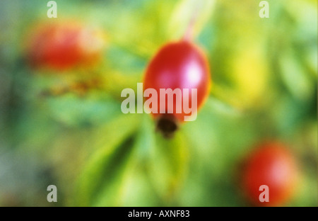 Impressionistic close up of rosehips of Dog rose or Rosa canina in late summer or autumn or fall Stock Photo