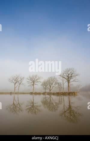 Trees reflections in a fishing pond on a misty morning at Morchard Road, Devon Stock Photo