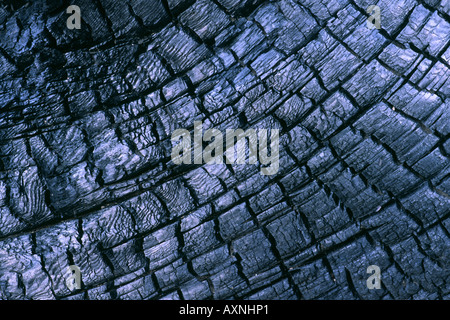 Lodgepole pine Pinus contorta close up of burnt tree after fire Stock Photo