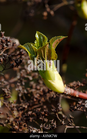 Hydrangea Budding New Budding Hydrangea Stock Photo - Alamy