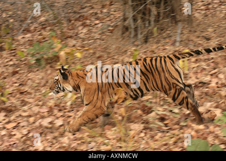 Bengal tiger running through woodland in Bandhavgarh NP India Stock Photo