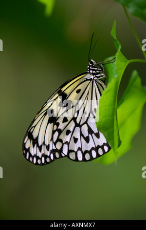 Beautiful Butterfly Malaysia Penang Stock Photo