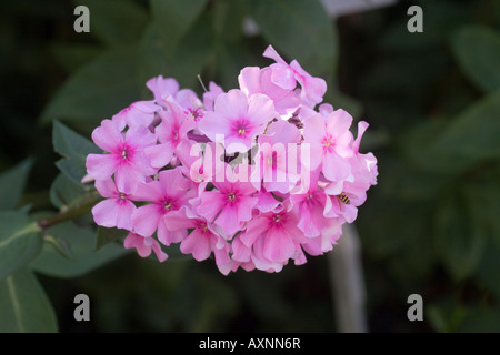 Phlox Paniculata 'Eva Cullum' Stock Photo