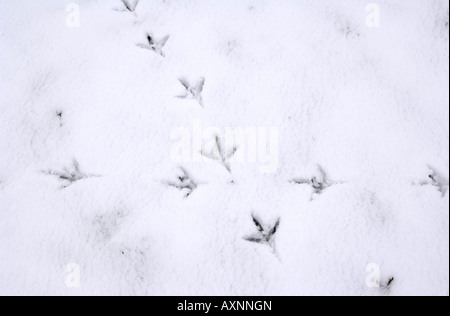 Pheasant tracks in snow Stock Photo - Alamy