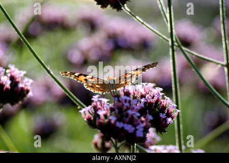 A Painted Lady butterfly Vanessa cardui and late September early morning sunshine on Verbena bonariensis in Holbrook Garden Stock Photo