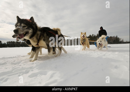 A TEAM OF SLED DOGS AND MUSHER BOUNDARY WATERS CANOE AREA MINNESOTA Stock Photo