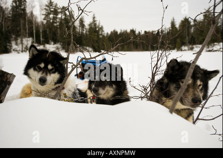 CANADIAN INUIT DOGS PEAK OVER A SNOW BANK BOUNDARY WATERS CANOE AREA MINNESOTA Stock Photo