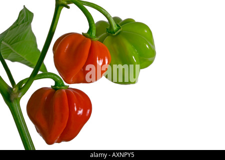 Chilli peppers.  three stages of ripeness Stock Photo