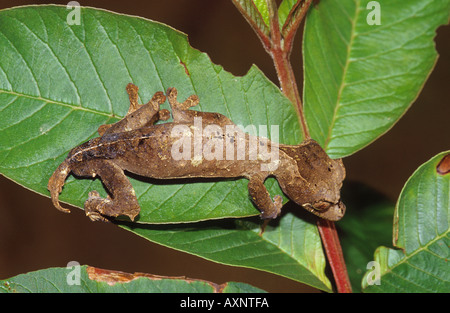 ebenau s gecko on leaf uroplatus ebenaui Stock Photo