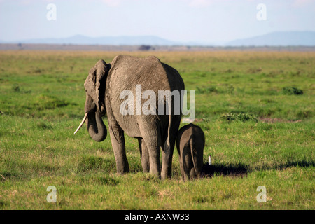 African elephant with cub Loxodonta africana Stock Photo