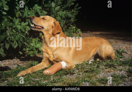 Mixed-breed dog with bandaged leg Stock Photo