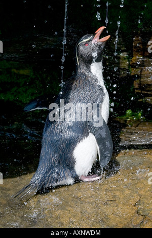 An adult Rockhopper Penguin showers and drinks from a fresh water spring after returning from the sea Stock Photo