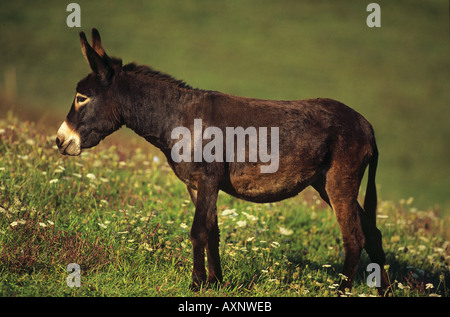 brown donkey - standing on meadow Stock Photo