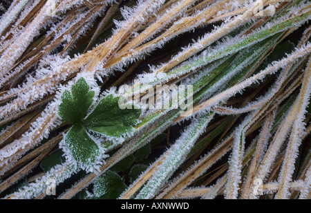 Frosted leaf in frosty grass Stock Photo