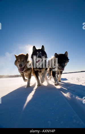 CANADIAN INUIT DOGS PULLING SLED ACROSS LAKE WINTERGREEN DOGSLEDDING LODGE Stock Photo