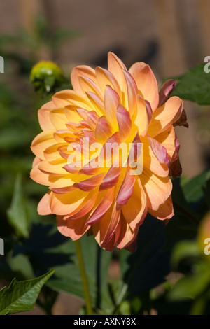 Dahlia 'Pam Howden' Stock Photo