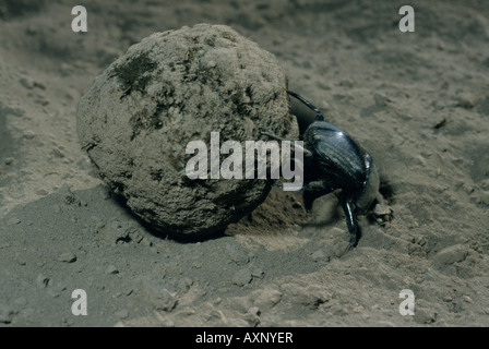 African Dung Beetle (Scarabaeidae sp.) rolling dung, Serengeti National Park, Tanzania. Stock Photo