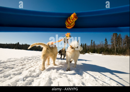 LOW ANGLE OF CANADIAN INUIT DOGS PULLING SLED BOUNDARY WATERS CANOE AREA MINNESOTA Stock Photo