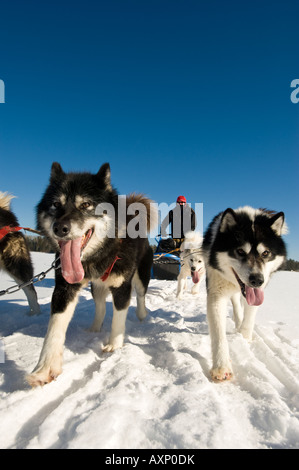 CANADIAN INUIT DOGS PULLING SLED ACROSS FROZEN LAKE BOUNDARY WATERS CANOE AREA MINNESOTA Stock Photo