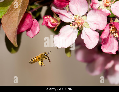 A worker Honey Bee, Apis Millifera, flies toward Crabapple blossoms. Oklahoma, USA. Stock Photo