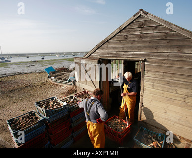 WEST MERSEA OYSTER COMPANY WORKERS Stock Photo