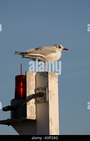 seagull perched on harbour post Stock Photo