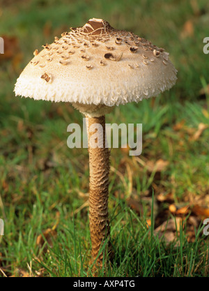 Parasol Mushroom (Macrolepiota procera) fruitng body with velar scales on cap and ring on stem growing in grass in autumn. UK Britain Stock Photo