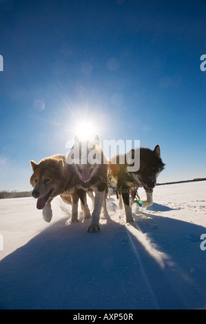 CANADIAN INUIT DOGS PULLING SLED ACROSS LAKE WINTERGREEN DOGSLEDDING LODGE Stock Photo