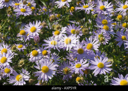 Kalimeris incisa 'Charlotte' flowers Stock Photo