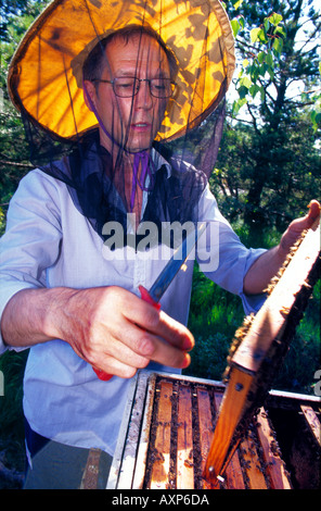 Honey bee keeper checking the progress of honeycombs in a  rectangular movable comb hive. Stock Photo