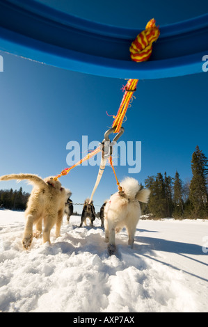 LOW ANGLE OF CANADIAN INUIT DOGS PULLING SLED BOUNDARY WATERS CANOE AREA MINNESOTA Stock Photo