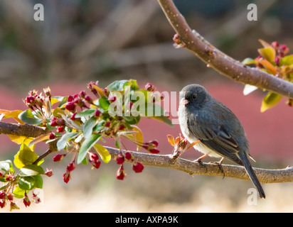 Dark eyed Junco, Junco hyemalis, perches in a budding crabapple tree in the springtime. Stock Photo