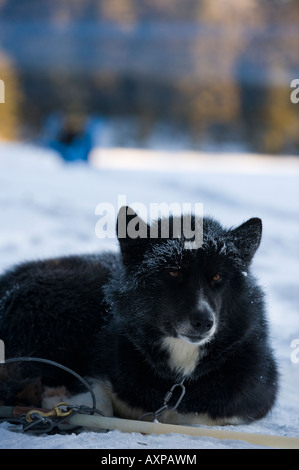 A CANADIAN INUIT DOG WAKES WITH FROSTED FUR BOUNDARY WATERS CANOE AREA MINNESOTA Stock Photo