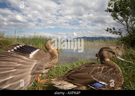 Female Mallard ducks (Anas platyrhynchos) on a Alpen Lake Bavaria Germany Europe Stock Photo