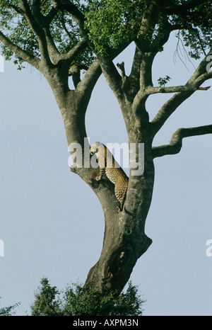 Leopard (Panthera pardus) Looking for prey, Masai Mara Reserve Kenya Stock Photo