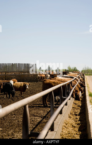 Cows eating Stock Photo