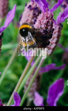 Bumble Bee On Butterfly Lavender Stock Photo