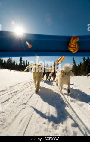 LOW ANGLE OF SLED DOGS PULLING DOGSLED BOUNDARY WATERS CANOE AREA MINNESOTA Stock Photo