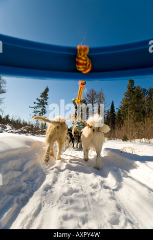 LOW ANGLE OF SLED DOGS PULLING DOGSLED BOUNDARY WATERS CANOE AREA MINNESOTA Stock Photo