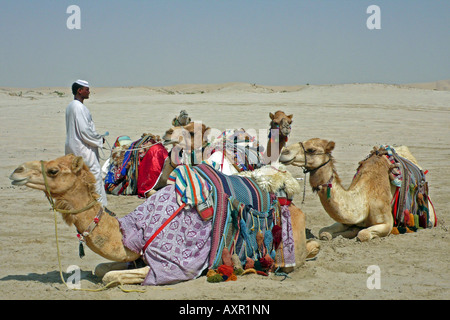 Resting Arabian camels in the desert of Qatar with handler. Stock Photo