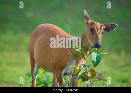Female Red or common Muntjac Deer, Muntiacus muntjac, in Khao Yai National Park, Thailand Stock Photo