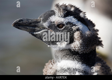 Magellanic Penguin, Spheniscus magellanicus, Magellanpinguin