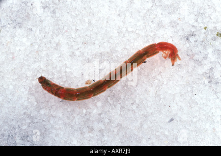 Blood worm Chironomus riparius a chironomid midge larva with as high haemoglobin content Stock Photo