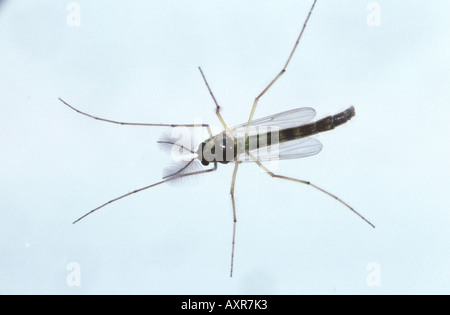 Adult male chironomid midge Chironomus riparius used as a toxicology indicator species Stock Photo