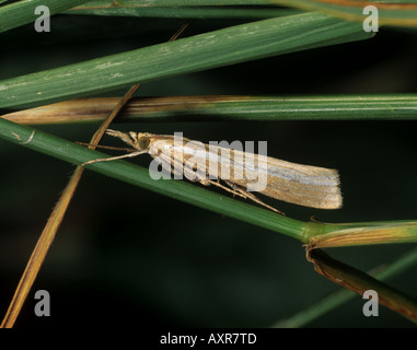 A pale version of Agriphila tristella a common grassland moth Stock Photo