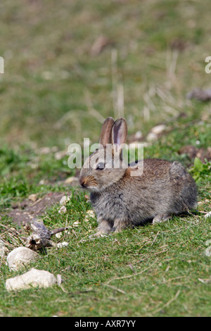 Young Rabbit Oryctolagus cuniculus at entrance to burrow Therfield Hertfordshire Stock Photo