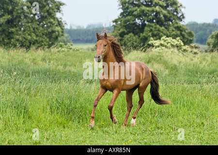 2 years old Paso Fino Horse stallion galloping Stock Photo